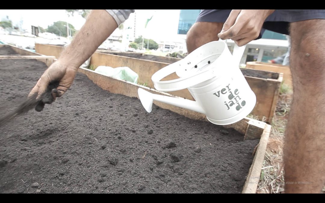 Verdejando: projeto da Globo leva horta ao Setor Comercial Sul